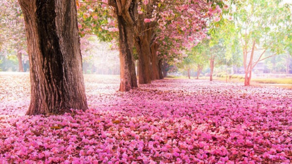 Wallpaper Beautiful, Branches, Pink, Trees, Blossom, Flowers, Cherry, Spring