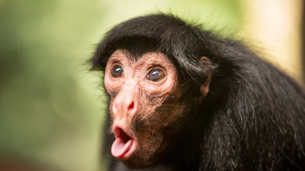 Wallpaper Funny, Monkey, Blur, Chimpanzee, Face, Background