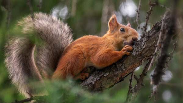 Wallpaper Desktop, Bokeh, Tree, Tail, Sitting, Fur, Background, Branch, Blur, Squirrel, Brown