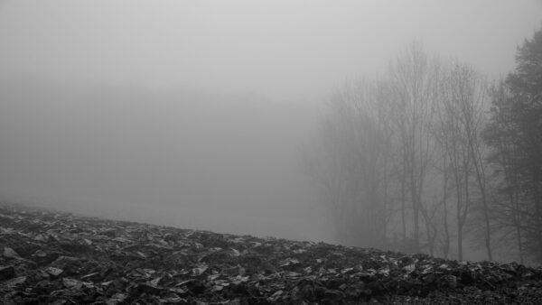 Wallpaper Nature, Fog, Forest, Trees, Dry, Mobile, Background, Desktop, Leaves