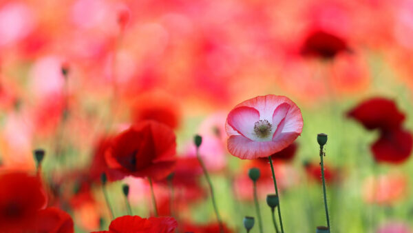 Wallpaper Field, Red, Common, Flowers, Closeup, Blur, Background, Poppy, View