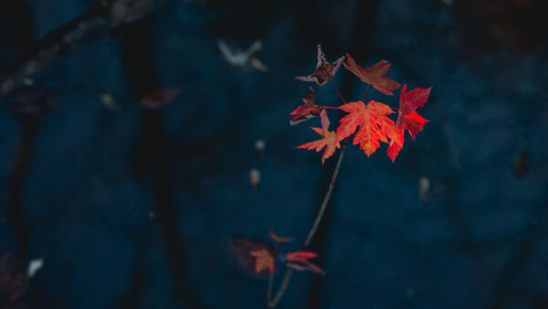 Wallpaper Leaves, Maple, Nature, Dark, Red, Background
