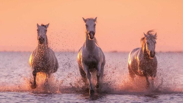 Wallpaper Three, White, Water, Silhouette, Horse, Horses, Running, Background, Are