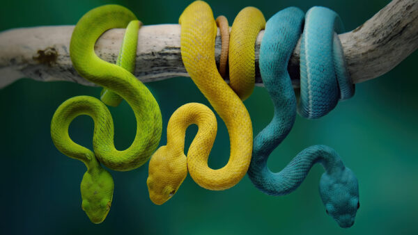 Wallpaper Yellow, Tree, Snake, Blue, Blur, Background, Branch, Snakes, Teal, Green