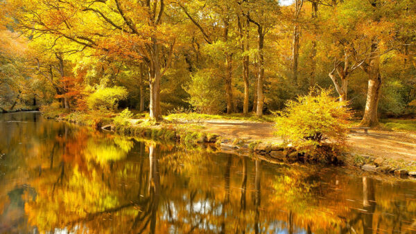 Wallpaper Scenery, River, Reflection, Green, Trees, Leafed, Forest, Beautiful