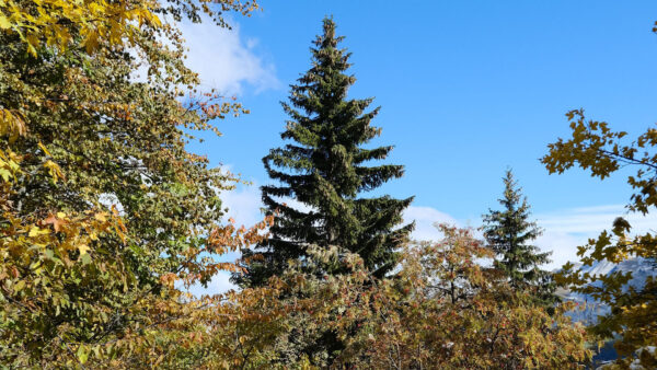 Wallpaper Nature, Blue, Desktop, Sky, Under, Spruce, Trees