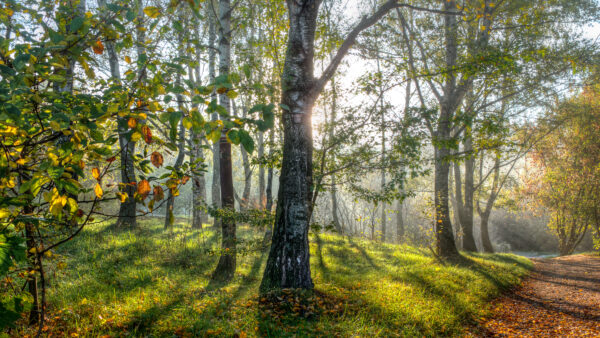 Wallpaper Trees, Scenery, Green, During, Daytime, Sunrays, Nature, Birch, Grass, Beautiful, Field