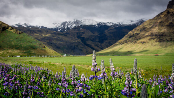 Wallpaper Purple, Nature, Green, Mobile, Mountains, View, Lupins, Desktop, Blur, Flowers, Background, Leaves, Closeup