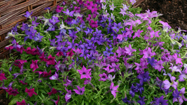 Wallpaper Blue, Leaves, Purple, Green, Pink, Flowers