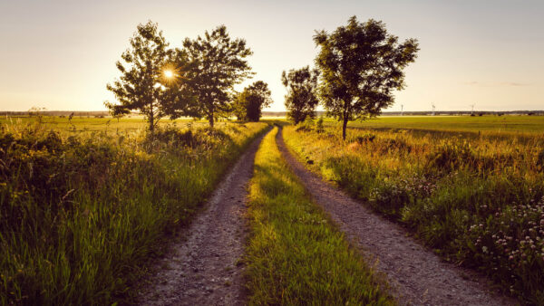 Wallpaper Sand, Blue, Grass, Sunlight, Field, Nature, Background, Sky, Green, Path, Trees, With