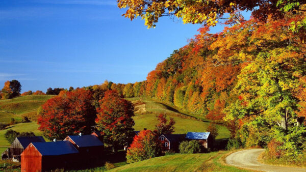 Wallpaper Under, Blue, Fall, Wood, Green, Sky, Autumn, Trees, Grass, Colorful, House