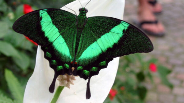 Wallpaper Butterfly, Flower, Green, White, Black, Blur, Design, Background, Petal