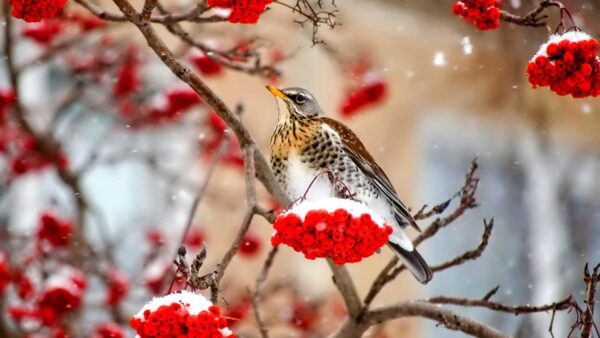 Wallpaper White, Red, Standing, Brown, Yellow, Flowers, Bird, Branch, Tree, Birds