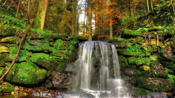 Wallpaper Algae, Rocks, Forest, Waterfall, Autumn, Fall, Trees, Covered, Green, Background