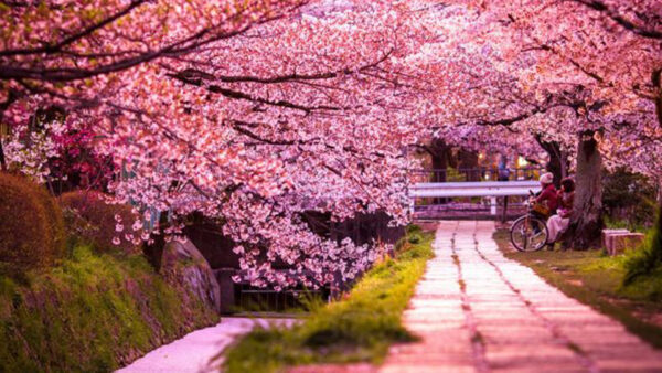 Wallpaper Sitting, Tree, Flowers, Pink, Cherry, Under, Spring, Couple, Blossom, Branches