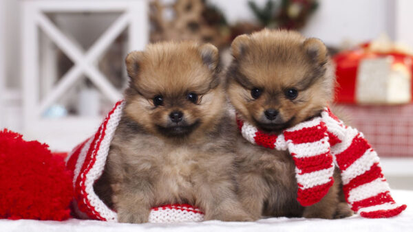 Wallpaper With, Two, Cloth, White, Knitted, Puppy, Brown, Dog, Light, Red, Dogs, Woolen