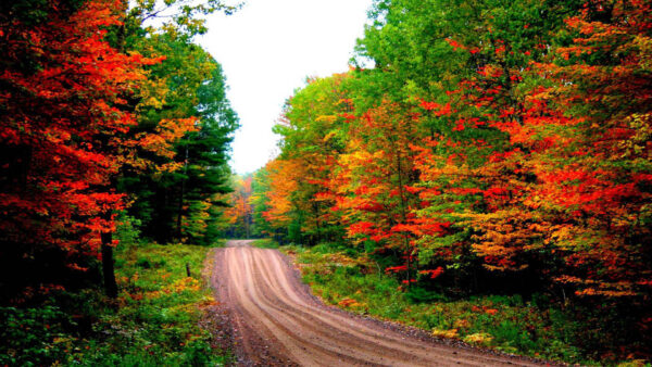 Wallpaper Path, Red, Between, Plants, Leaves, Fall, Yellow, Green, Bushes, Autumn, Trees, Sand