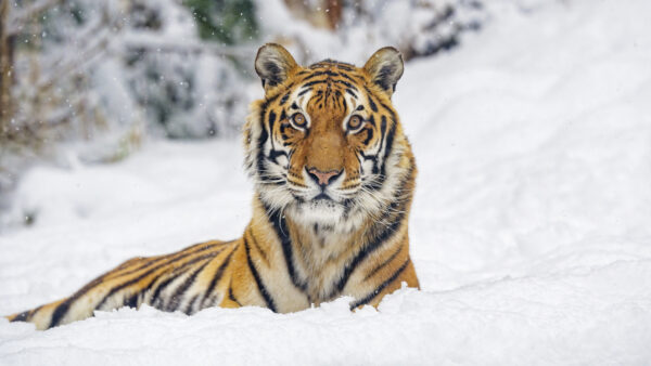 Wallpaper Stare, Snowfall, Look, Lying, Background, Snow, Tiger, Down, With