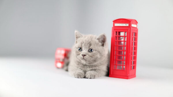Wallpaper Sitting, Booth, Cat, White, Ash, Telephone, Background, Toy, Floor, Near