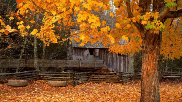 Wallpaper Wood, Tree, Background, Fall, Yellow, Autumn, Branches, House, Leaves