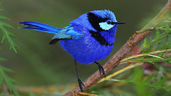 Wallpaper Bluewren, Birds, Standing, Male, Bird, Background, Wood, Stick, Blur
