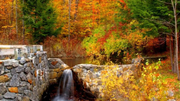 Wallpaper Trees, Background, Lake, Bridge, Colorful, Forest, Waterfall, Autumn, Stones