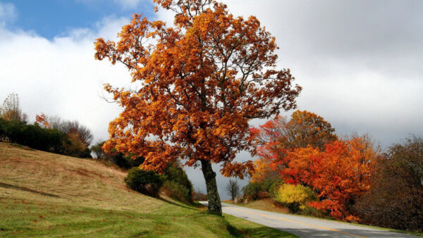 Wallpaper Trees, Between, White, Fall, Meadow, Road, Asphalt, Autumn, Bushes, Slope, Cloud