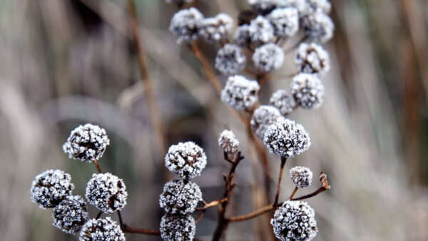 Wallpaper Background, Flowers, Frost, Blur