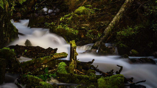 Wallpaper Algae, Logs, Covered, Nature, Between, Stones, Stream, Water