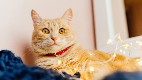 Wallpaper Brown, Cat, Background, Sitting, Yellow, Fur, Eyes, Stare, White, Look, With, WALL