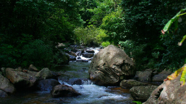 Wallpaper Nature, Water, Trees, Forest, Bushes, Stones, Rocks, Background, Stream