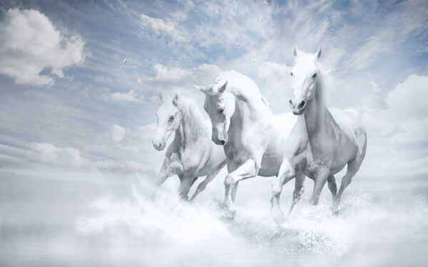Wallpaper White, Horses