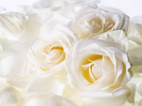 Wallpaper White, Roses