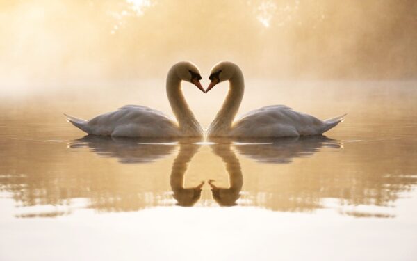 Wallpaper Loving, Swans