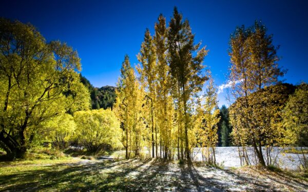 Wallpaper Zealand, Autumn