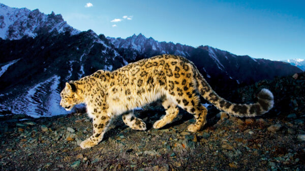 Wallpaper Snow, Prowling, Leopard