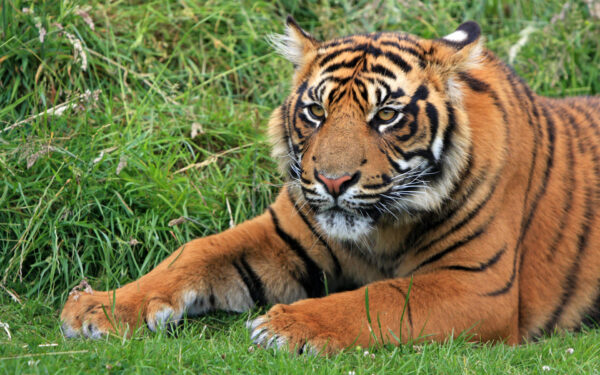 Wallpaper Sumatran, Tiger, Wild