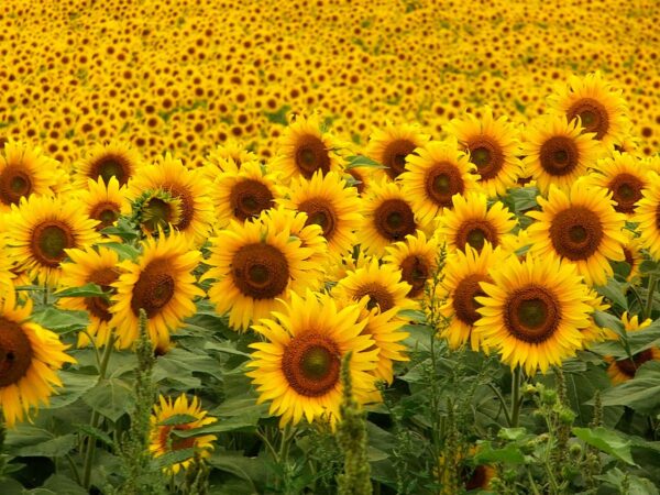 Wallpaper Sunflowers