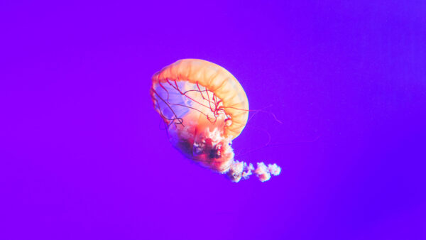 Wallpaper Jellyfish