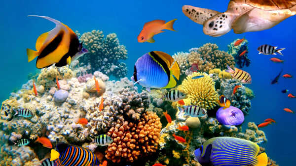 Wallpaper Desktop, Shoal, Reefs, Coral, Near, Swimming, Colorful, Animals, Fish