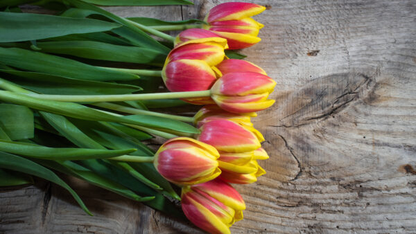 Wallpaper Phone, Flowers, Images, Desktop, Wallpaper, Tulip, Free, Pc, 4k, Background, 5k, Mobile, Cool