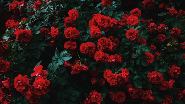 Wallpaper Desktop, Flowers, Roses, Red, Leaves, Mobile, With, Bunch