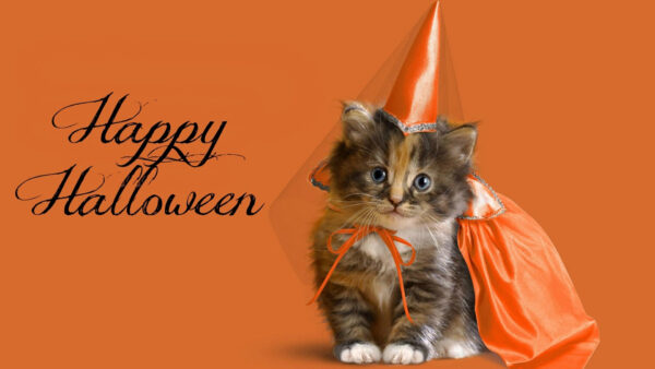 Wallpaper Cat, Desktop, Costume, Princess, Hat, Wearing, Halloween, And, Happy