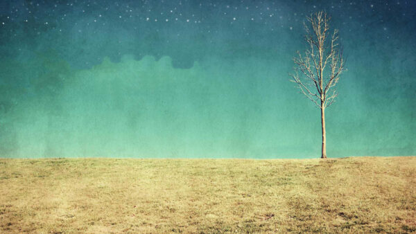 Wallpaper Desktop, Tree, Blue, Sky, Starry, Indie, Background