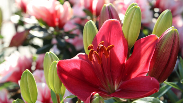 Wallpaper Red, Lily, Flowers, Flower