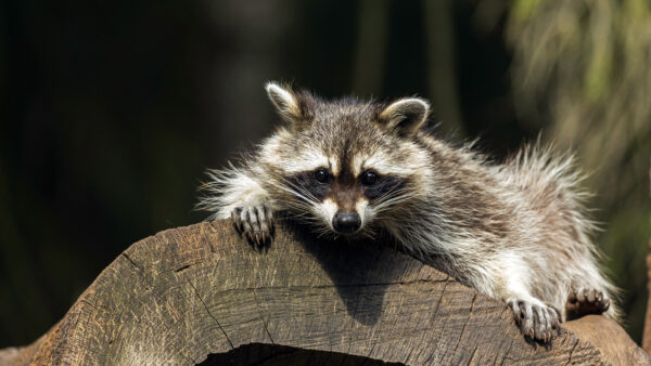 Wallpaper With, Desktop, Eyes, Raccoon, Animals, Black, Mobile