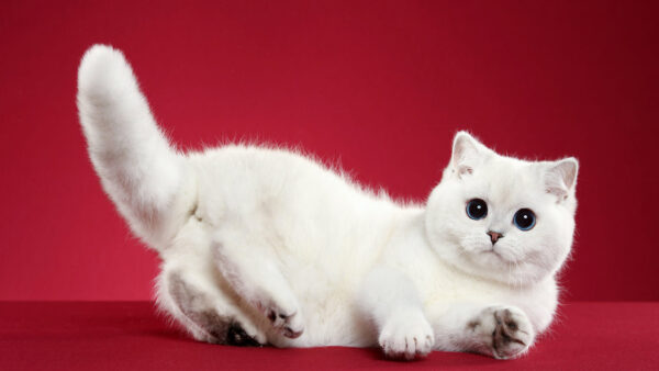 Wallpaper Red, Lying, Desktop, Cat, Background, White, Down, Cute, Table, Animals