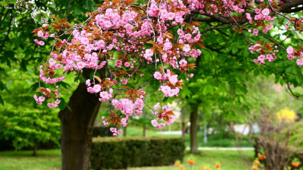 Wallpaper Leaves, Flowers, Background, Pink, Spring, Branches, Green, Tree, Blossom