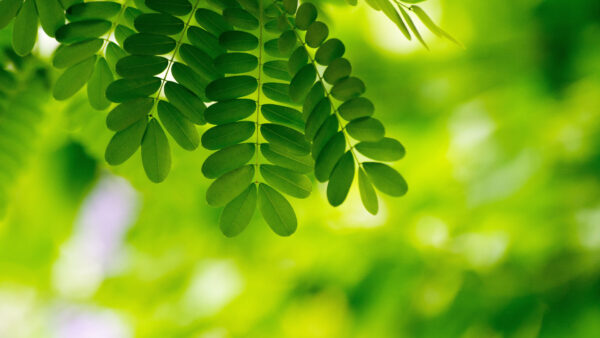 Wallpaper Background, Bokeh, Mobile, Nature, Leaves, Desktop, Blur, Tree, Branch, Green