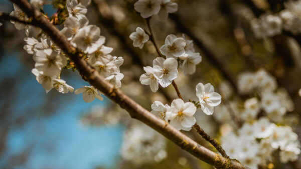 Wallpaper Spring, Branch, White, Flowers, Blossom